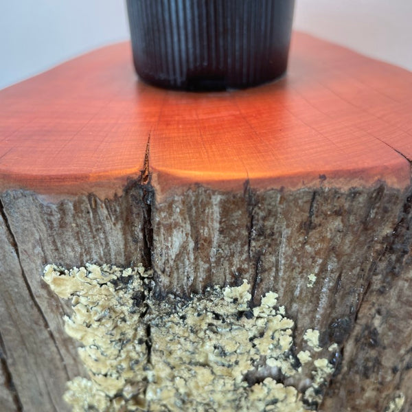 Close up of lichen on front of wood table lamp and bees wax polished top by shades at grays