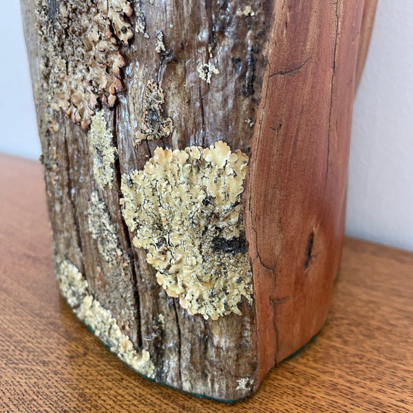 Close up of lichen on front of wood table lamp by shades at grays