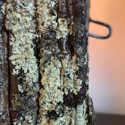 Close-up of a textured surface with lichen and a blurred background
