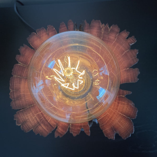 Wooden table lamp crafted from unique piece of wharf timber upcycled after restoration of wharf in Wellington NZ harbour. Top view looking down on edison bulb.