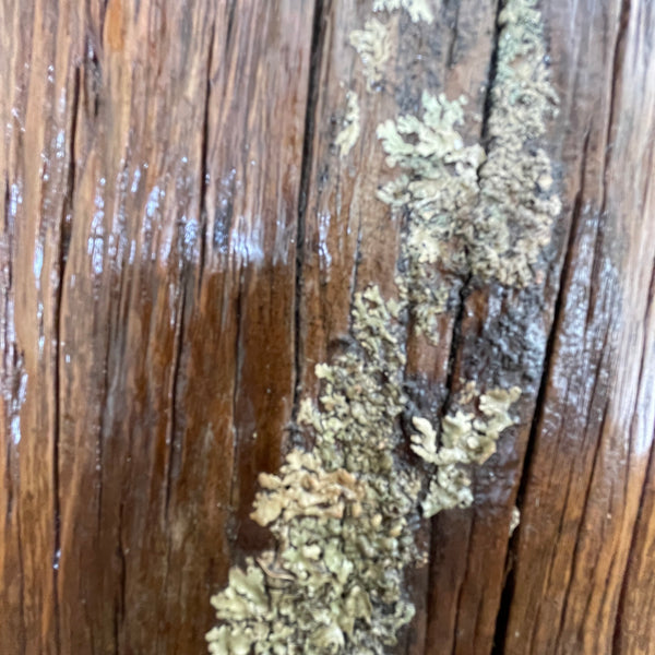 Wood table lamp with natural lichen, close up of lichen pattern. 